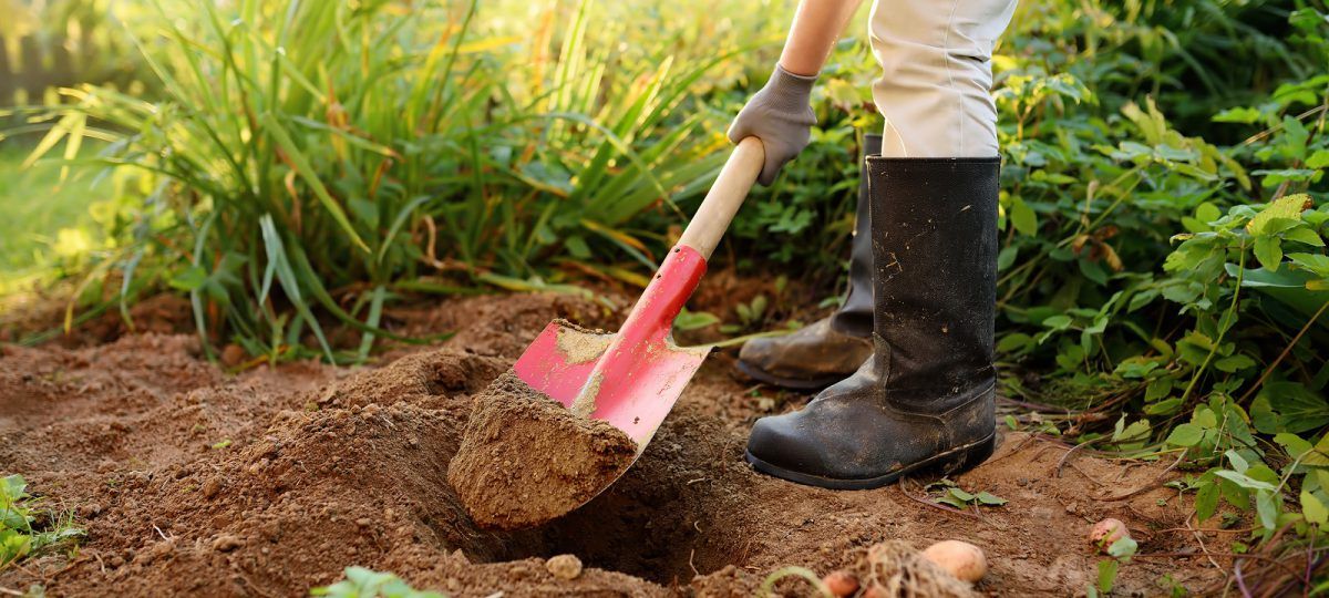 Man digging hole in the garden with a shovel