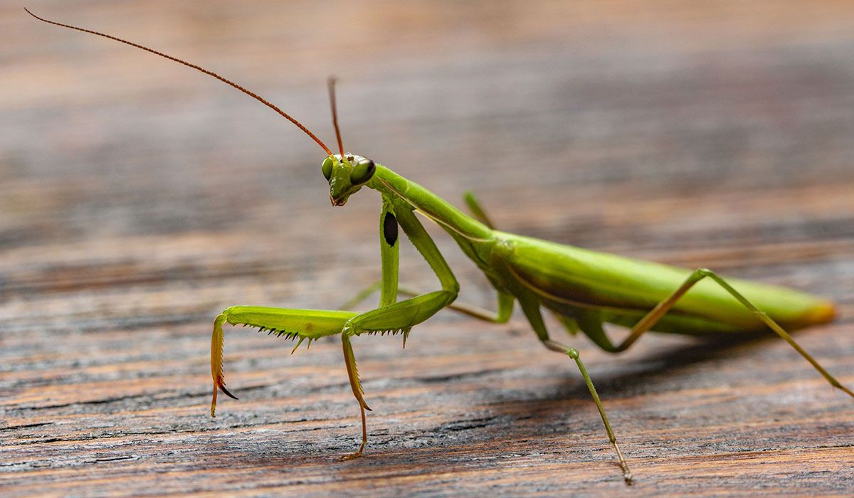 Mantis sitting on a piece of wood