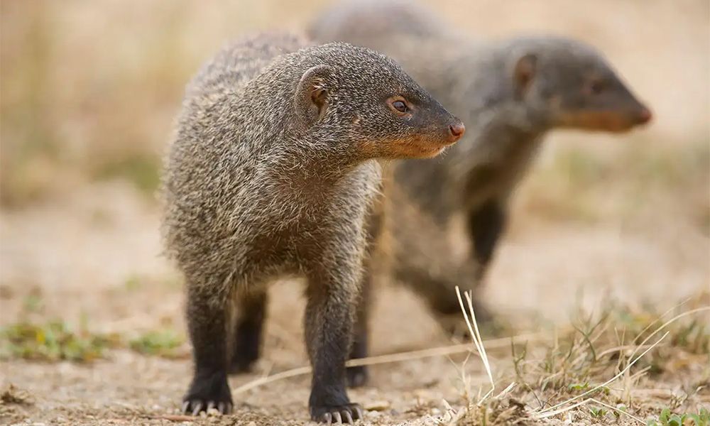 Mongoose