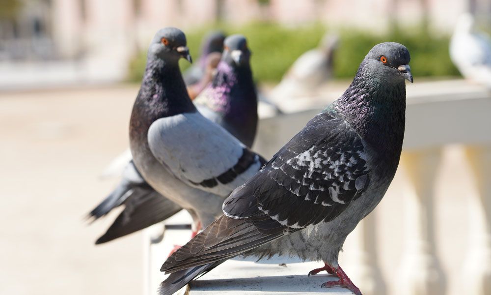 Pigeons sitting on the balustrade