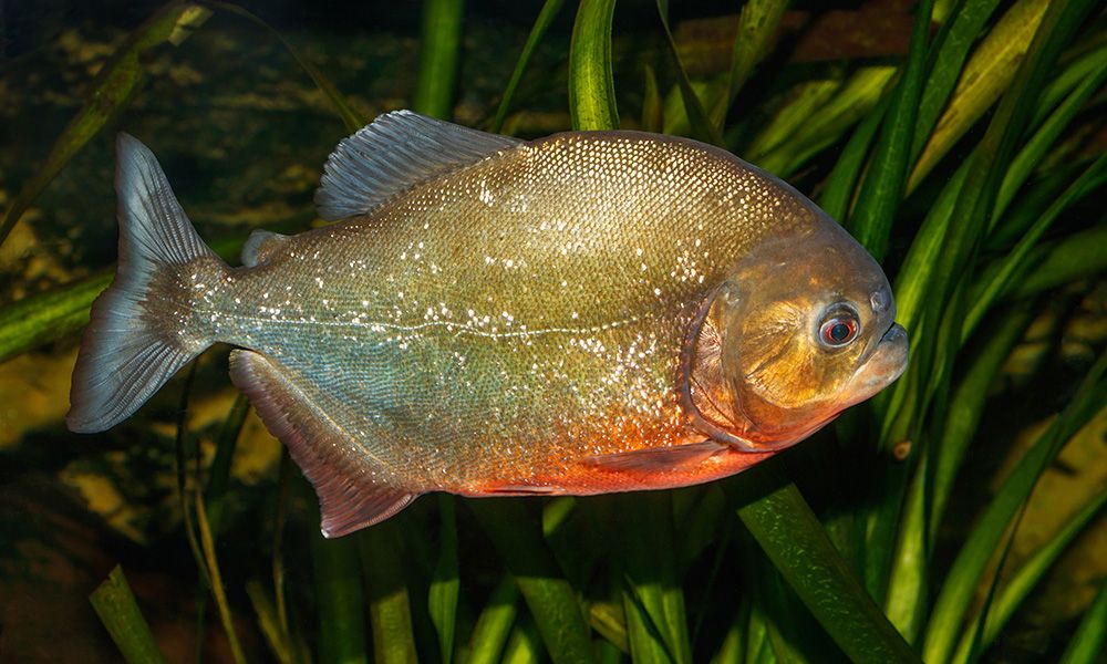 Piranha