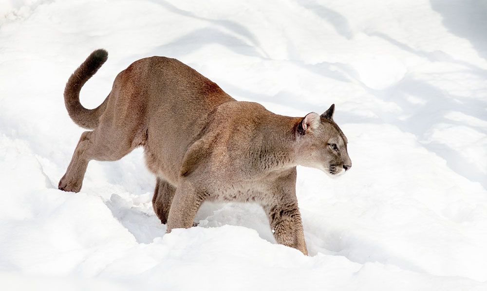 Puma on snow