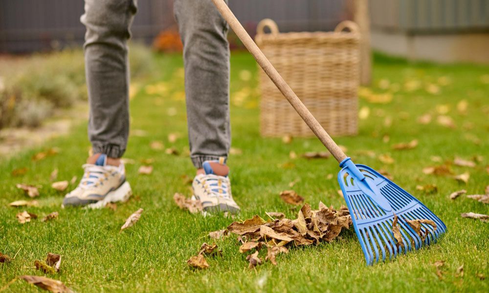 Raking leaves from the lawn