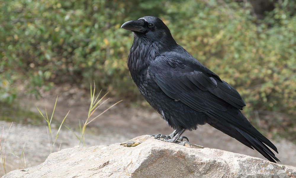 Raven sitting on a rock