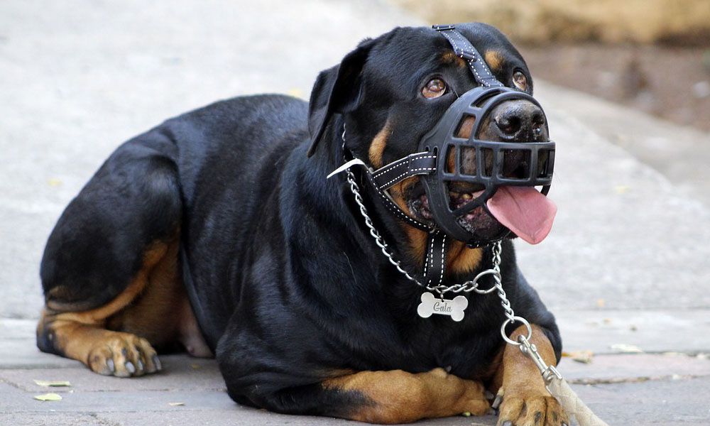 Rottweiler in muzzle