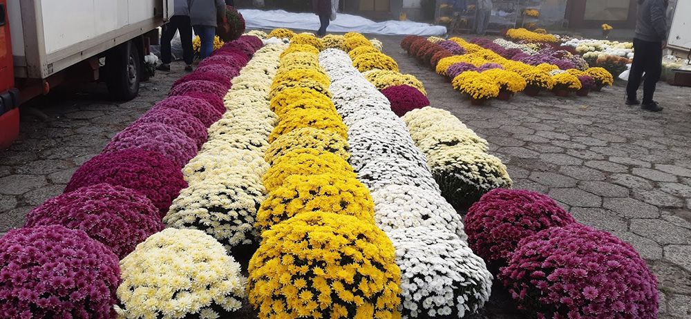 Rows of variously colored chrysanthemums arranged on the pavement
