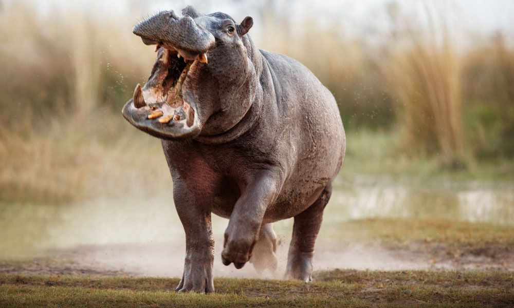 Running hippo with an mouth open