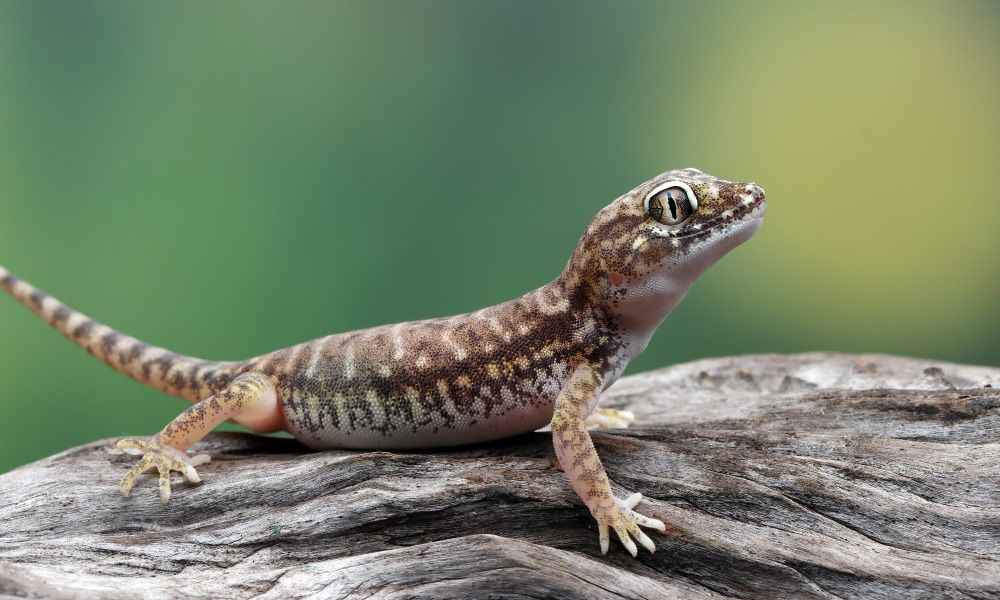 Sand gecko banning on a branch