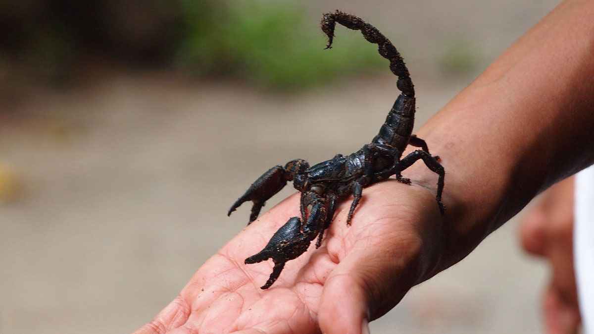 Scorpion walking on your hands
