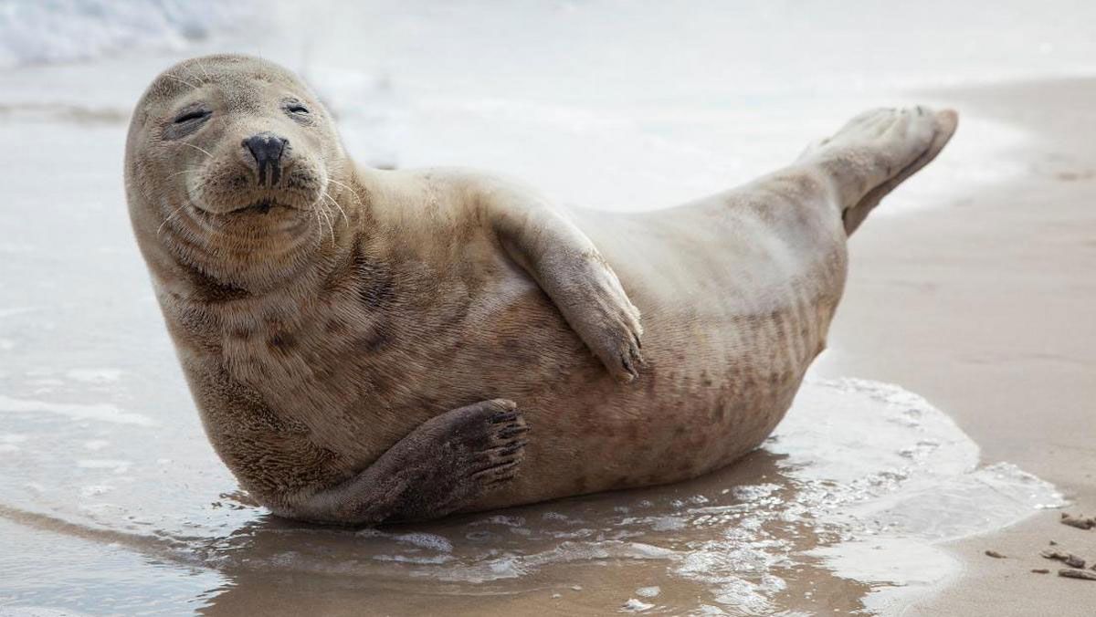 Seal lying on the beach