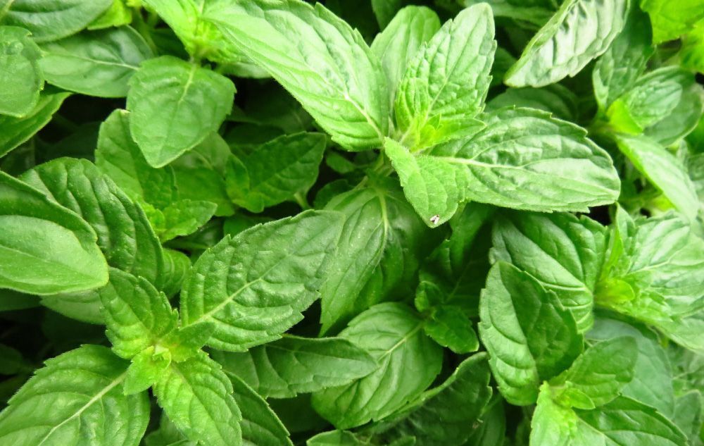 Selective focus shot of basil leaves