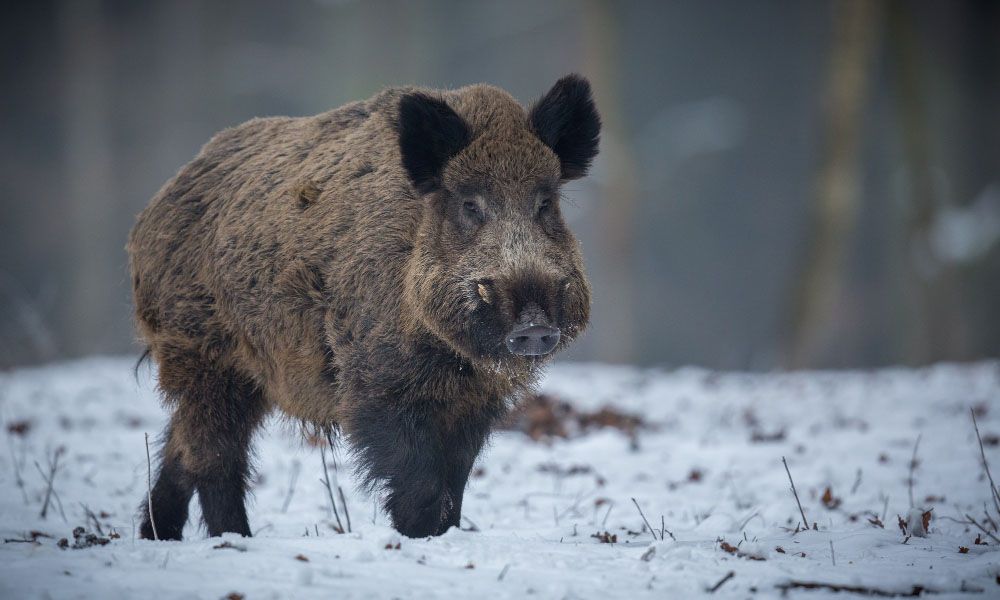 Snow walking boar