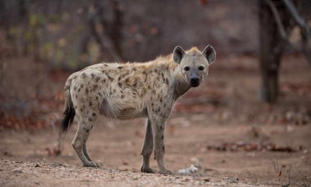 Spotted hyena standing on the ground