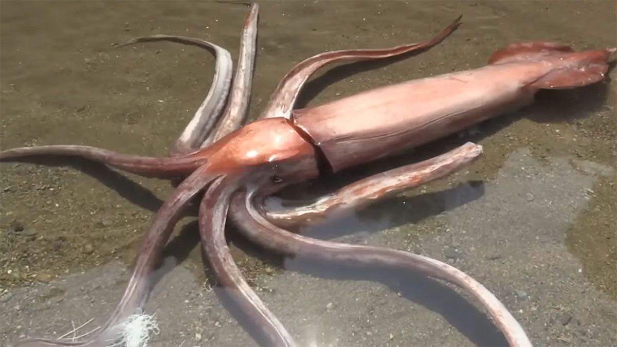 Squid on the beach