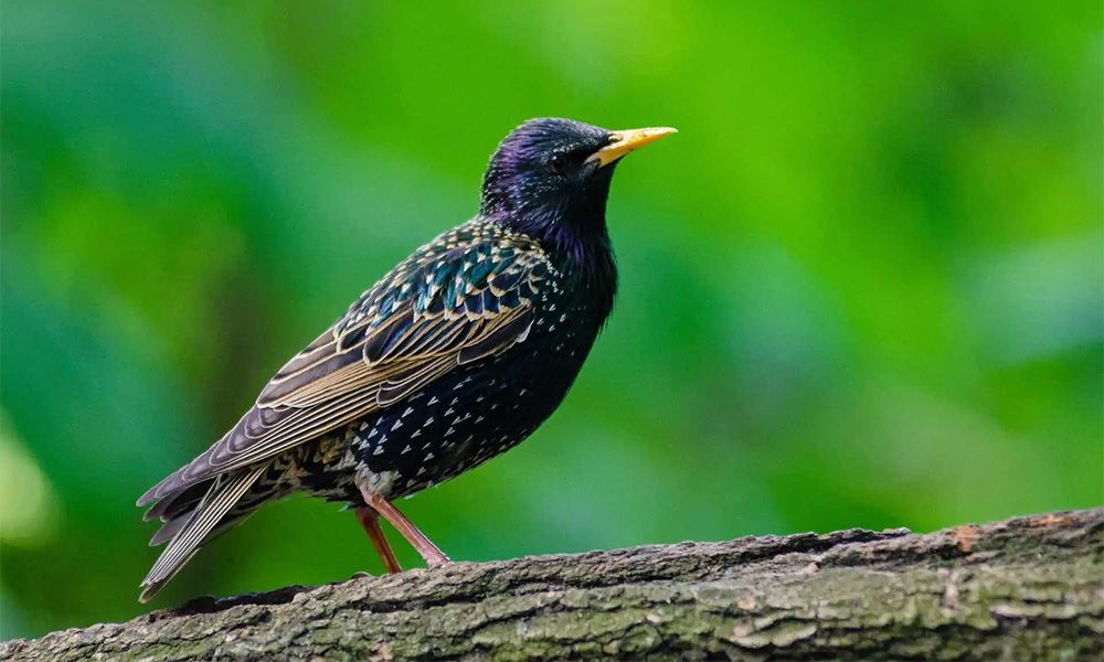 Starling sitting on a branch