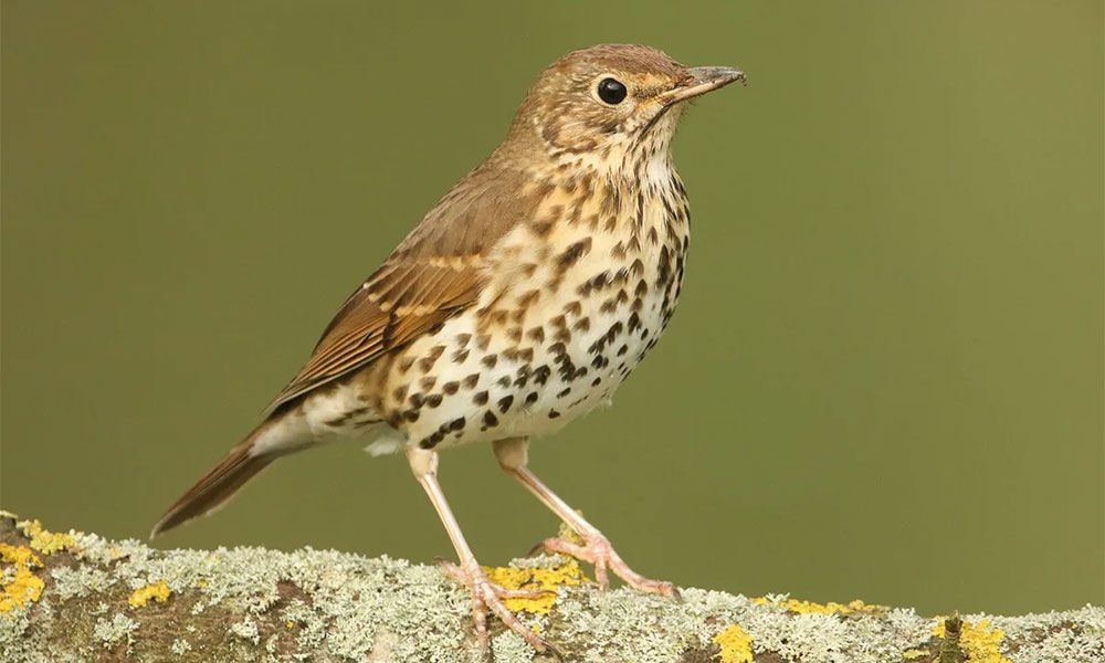 Thrush bird