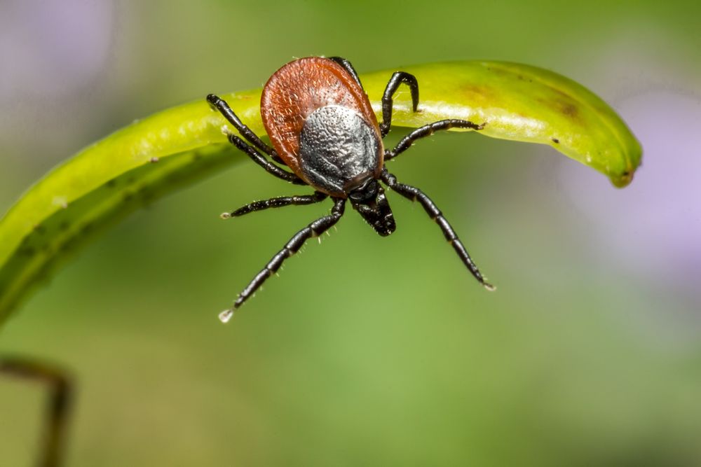 Tick on green leaves close up