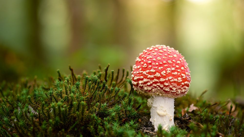 Toadstool in forest