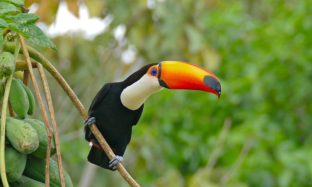 Toucan