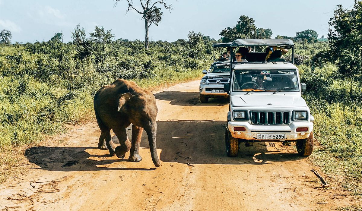 Tourists watching a baby elephant on safari