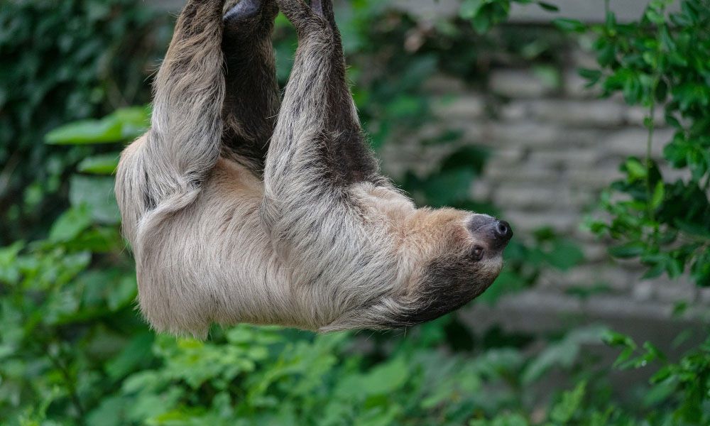Two toed sloth dangling from a rope