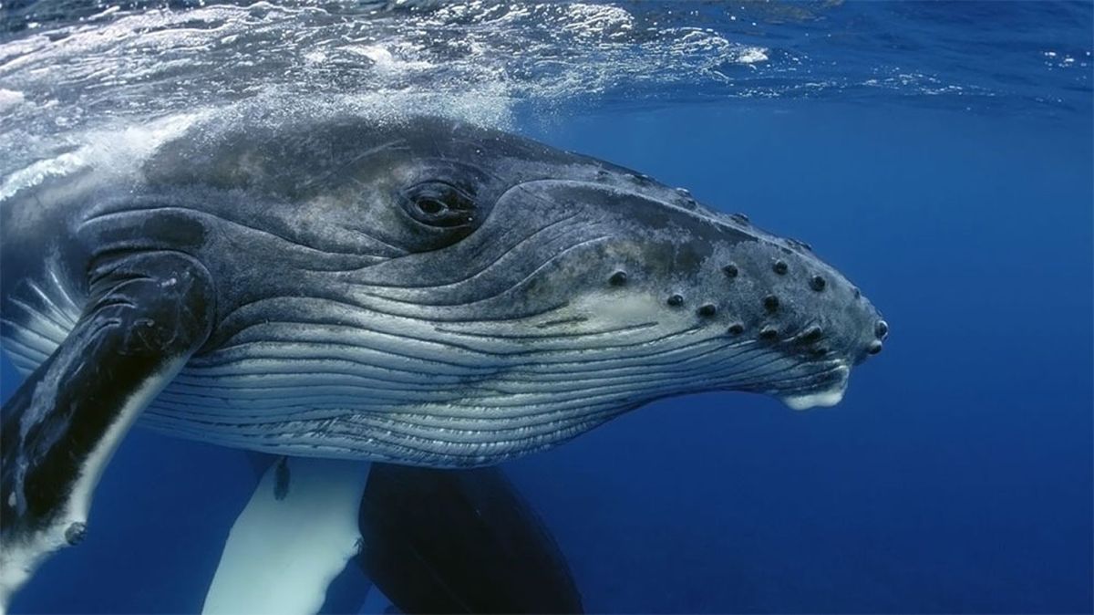 Underwater close up of a whale