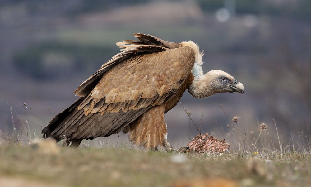 Vulture eats a piece meat sitting on the grass