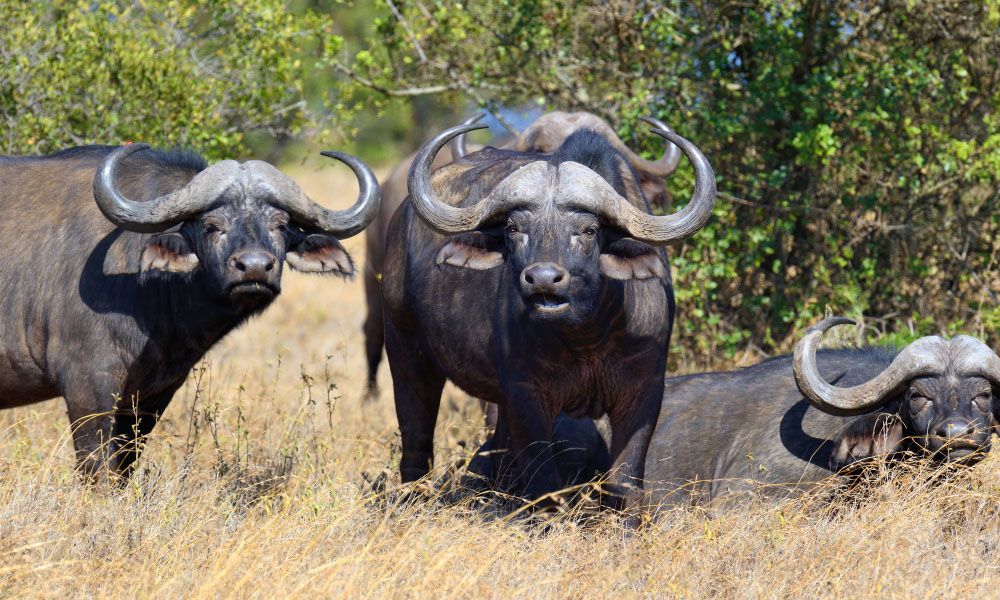 Wild african buffalo