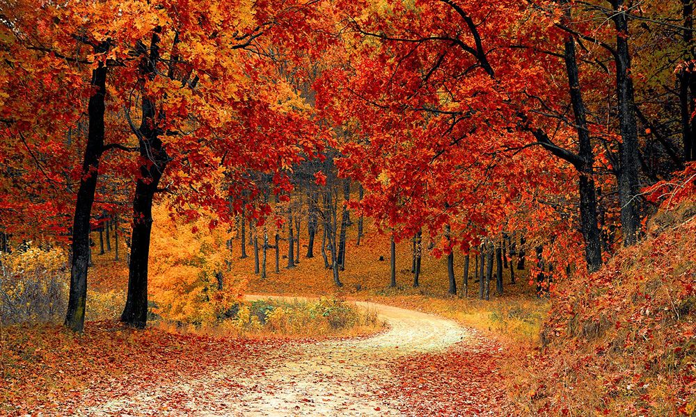 Winding road among beautiful golden autumn trees