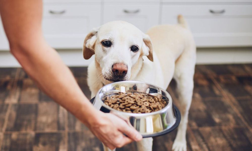 Woman gives dog food in a bowl