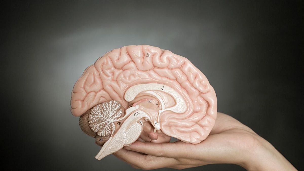 Woman presents a brain model
