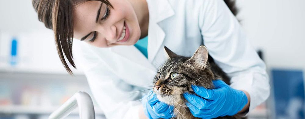 Woman veterinarian examines cat