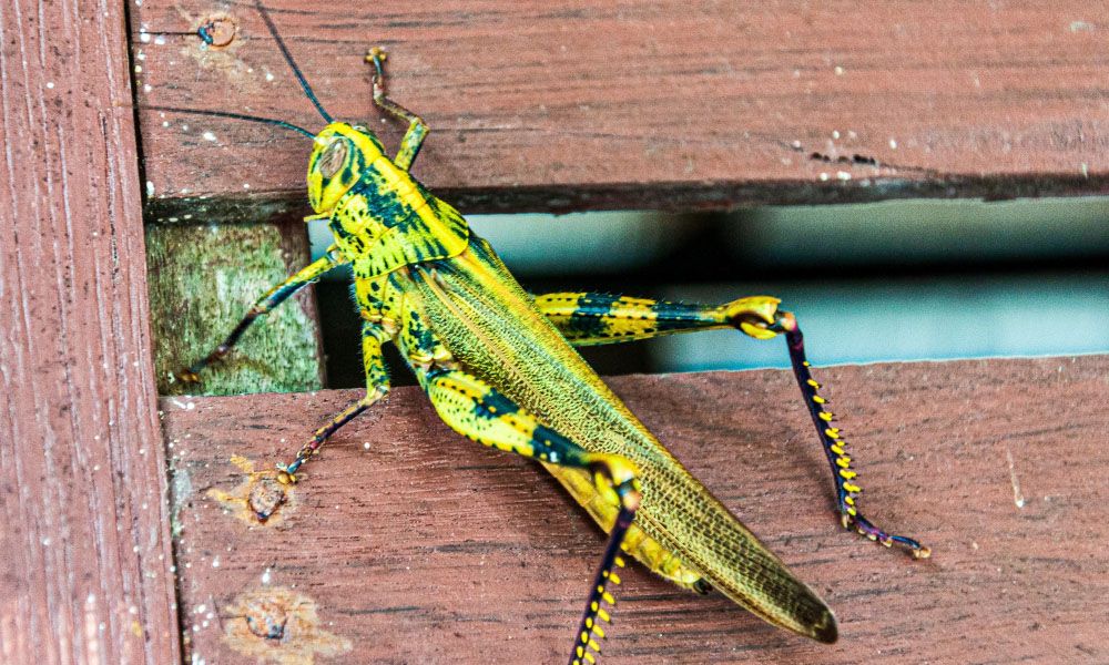 Yellow grasshopper on a wooden fence
